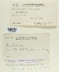 Puccinia cryptica image