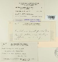 Puccinia cryptica image