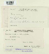 Puccinia cryptica image