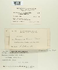 Puccinia cryptica image