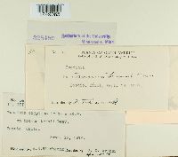 Puccinia cryptica image