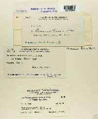Puccinia cryptica image
