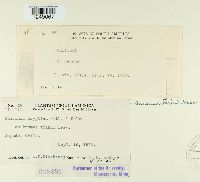 Puccinia cryptica image