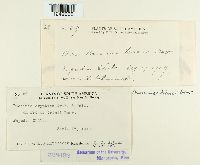 Puccinia cryptica image