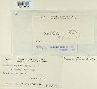 Puccinia cryptica image