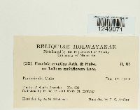 Puccinia cryptica image