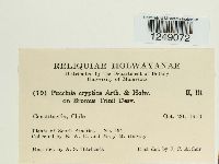 Puccinia cryptica image