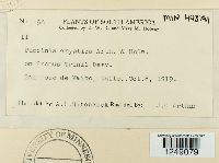 Puccinia cryptica image