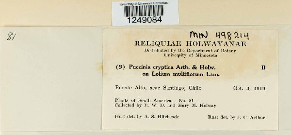 Puccinia cryptica image