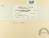 Puccinia cryptica image