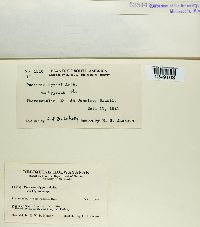 Puccinia cyperi image