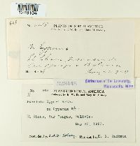 Puccinia cyperi image