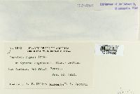 Puccinia cyperi image