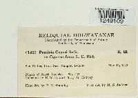 Puccinia cyperi image