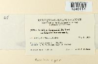 Puccinia cyperi image