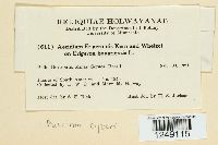 Puccinia cyperi image