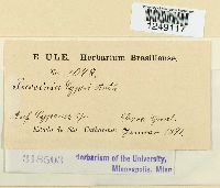 Puccinia cyperi image