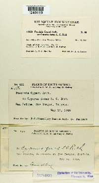 Puccinia cyperi image