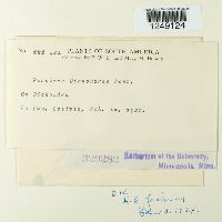 Puccinia dichondrae image