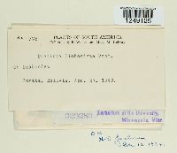 Puccinia dichondrae image