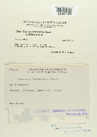 Puccinia dichondrae image