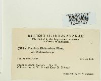 Puccinia dichondrae image