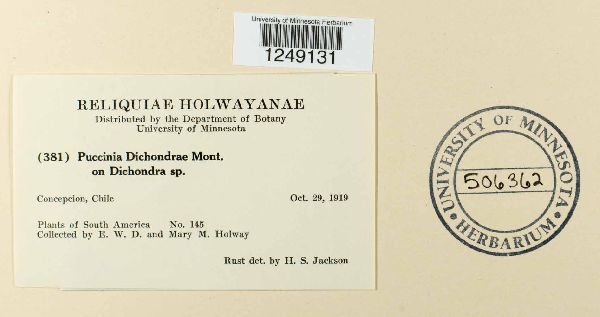 Puccinia dichondrae image