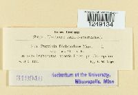 Puccinia dichondrae image