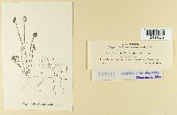 Puccinia dichondrae image