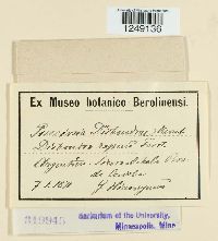 Puccinia dichondrae image