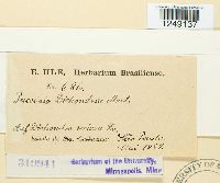 Puccinia dichondrae image