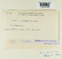 Puccinia dichondrae image