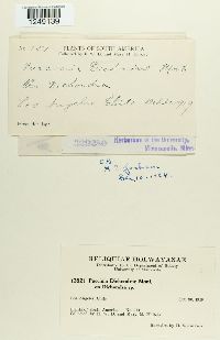 Puccinia dichondrae image