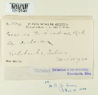 Puccinia dichondrae image