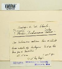 Puccinia dichondrae image