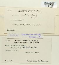 Puccinia doloris image