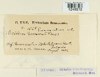 Puccinia eatoniae image