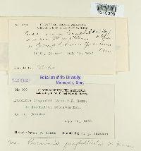 Puccinia gnaphaliicola image