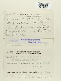 Puccinia gnaphaliicola image