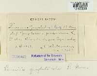 Puccinia gnaphaliicola image