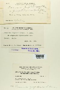 Puccinia gnaphaliicola image