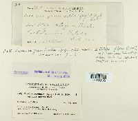 Puccinia graminella image