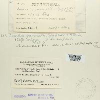 Puccinia graminella image