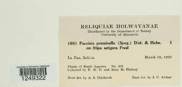 Puccinia graminella image