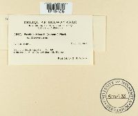 Puccinia hieracii image