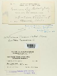 Puccinia hieracii image