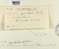 Puccinia hieracii image