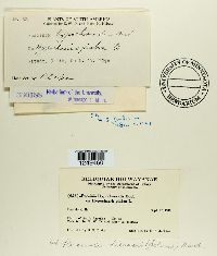 Puccinia hieracii image