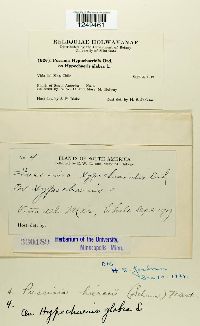 Puccinia hieracii image