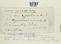 Puccinia hieracii image